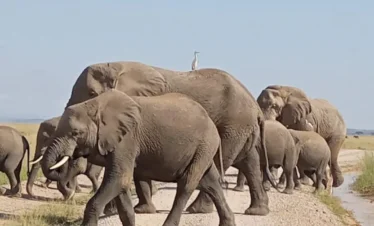 Amboseli