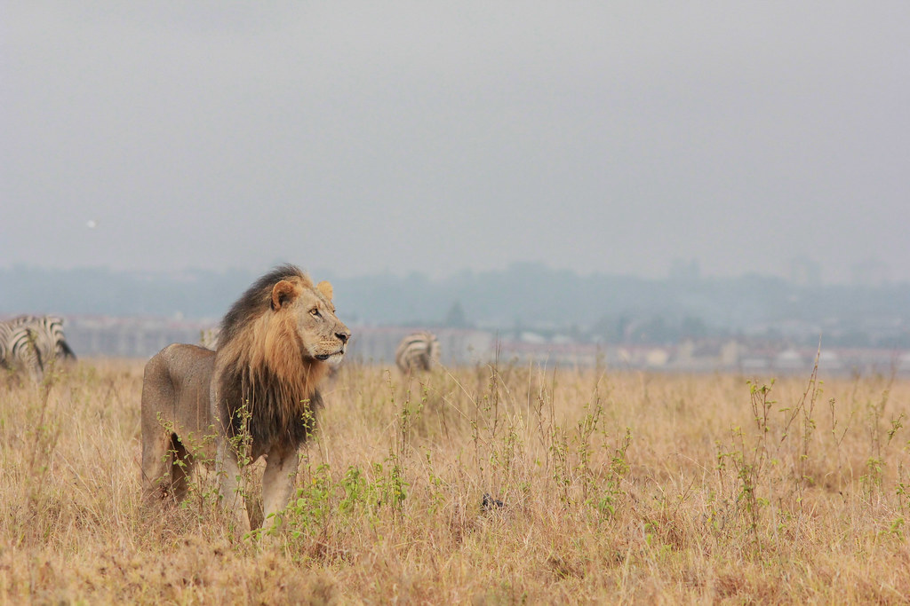 Lion at Nairobi National Park