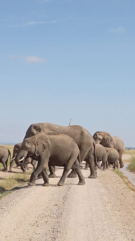Amboseli