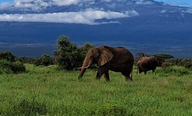 AMBOSELI