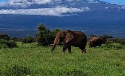 AMBOSELI