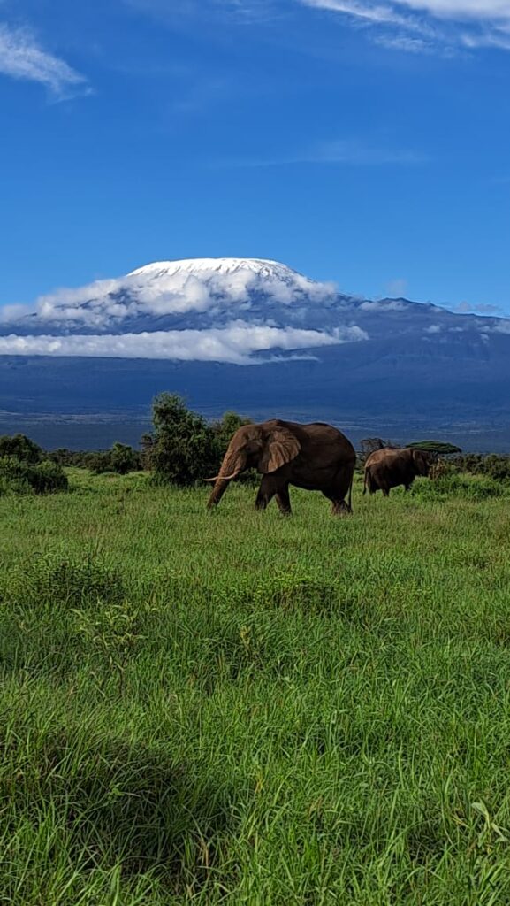 AMBOSELI