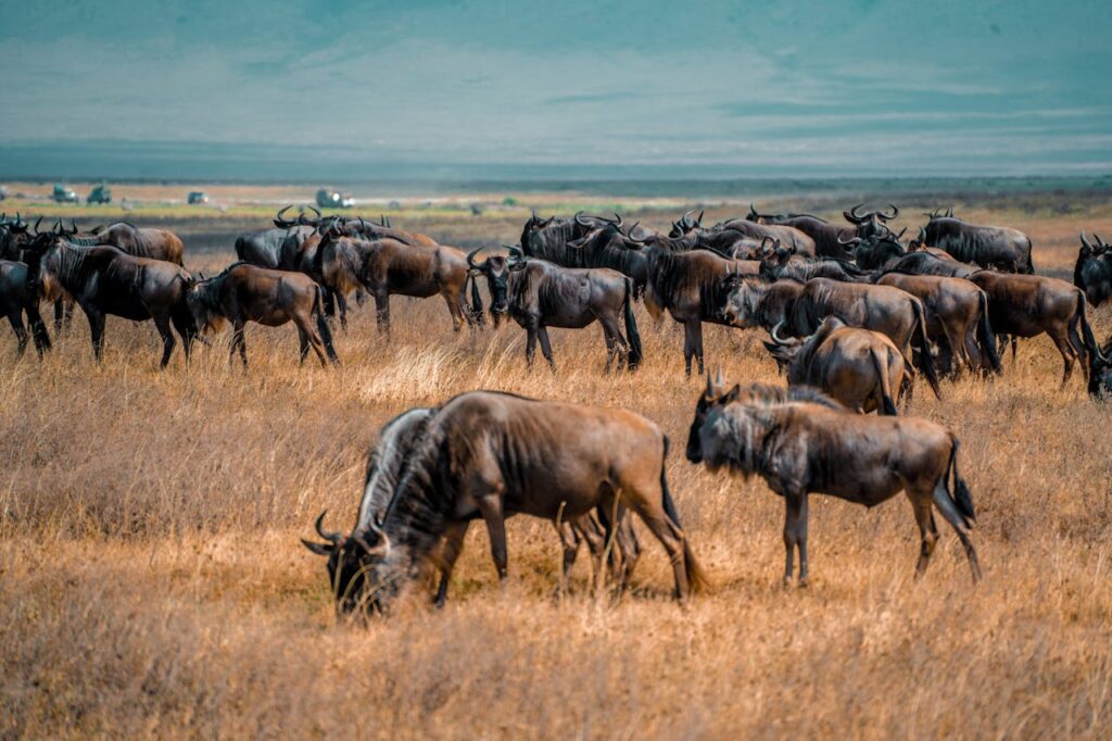 Best Time to Visit Maasai Mara for the Great Wildebeest Migration