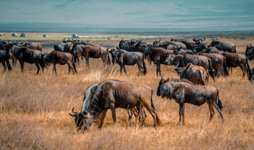 The Best Time to Visit Maasai Mara for the Great Wildebeest Migration — Month-by-Month Guide