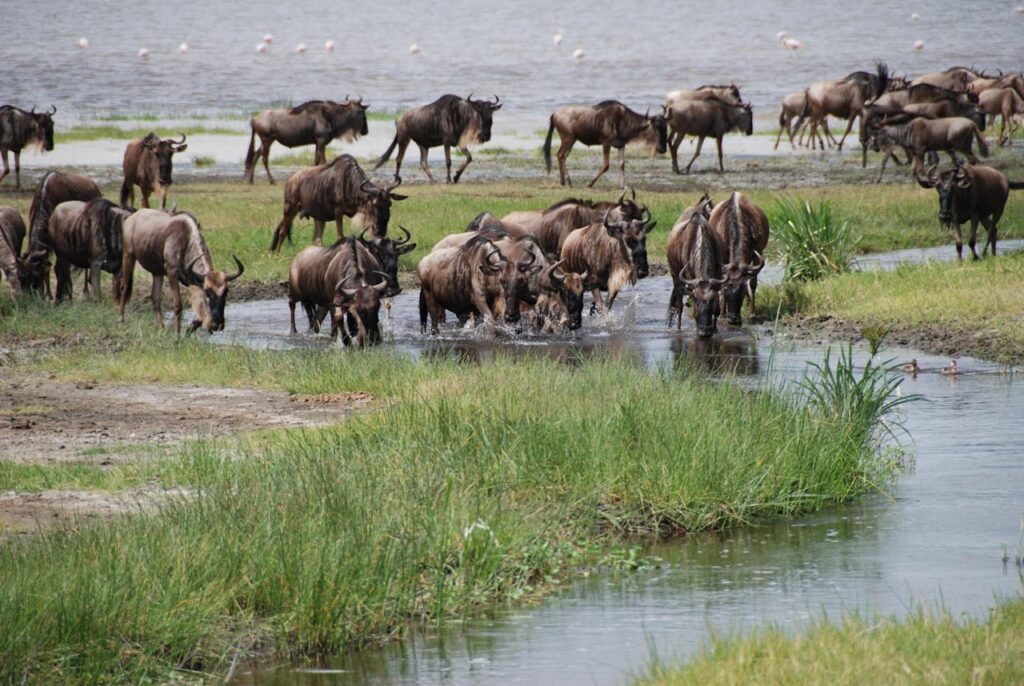 Best Time to Visit Maasai Mara for the Great Wildebeest Migration