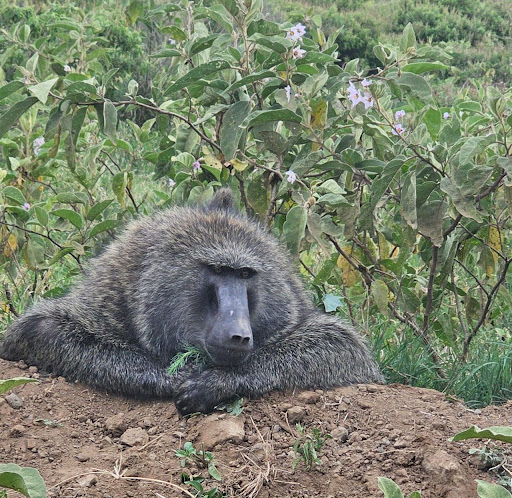 Photo from customer review